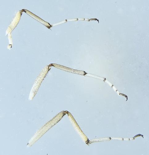 Ceratopogon sp.